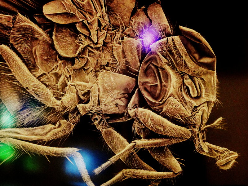 Close-up of a Fly — Brown, Dramatic