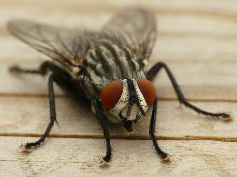 Close-up of a Fly — Brown, Neutral