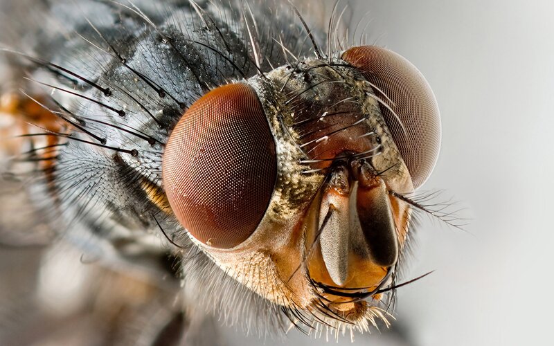 Close-up of a Fly — Brown