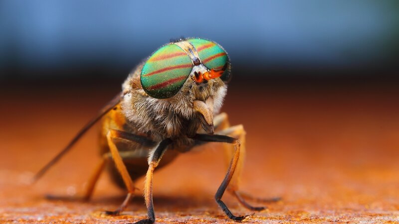 Close-up of a Fly — Green, Dramatic