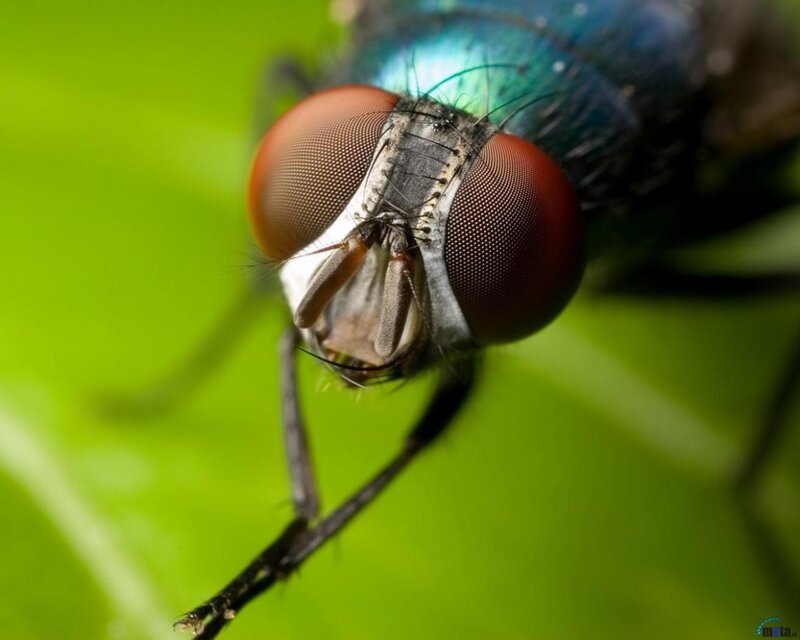 Close-up of a Fly — Green, Natural, Photograph, Green Leaf, Blue