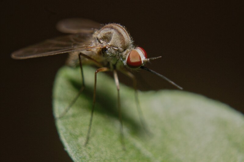 Close-up of a Fly — Green, Natural, Photograph, Leaf, Insect
