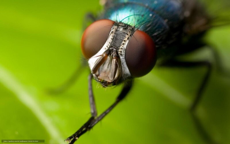 Close-up of a Fly — Green, Natural, Photograph, Leaf