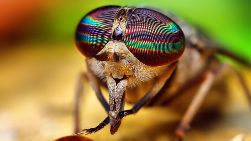 Close-up of a Fly — Green, Natural