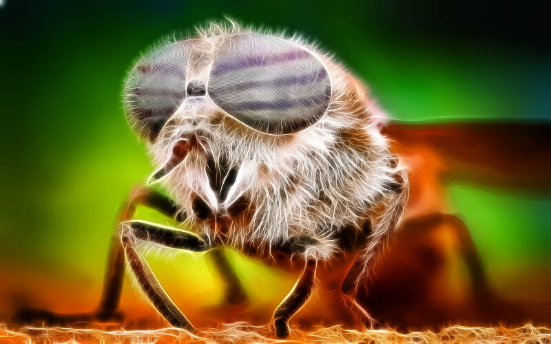 Close-up of a Fly — Green