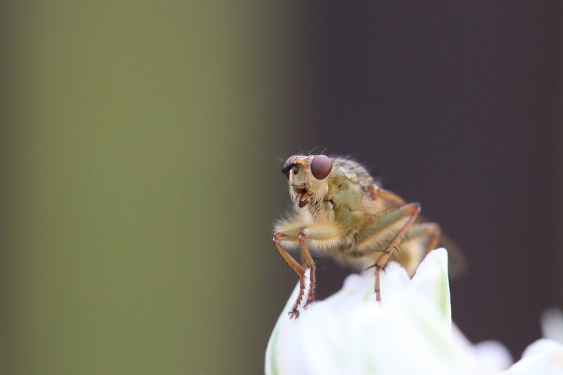 close-up of a fly on a flower