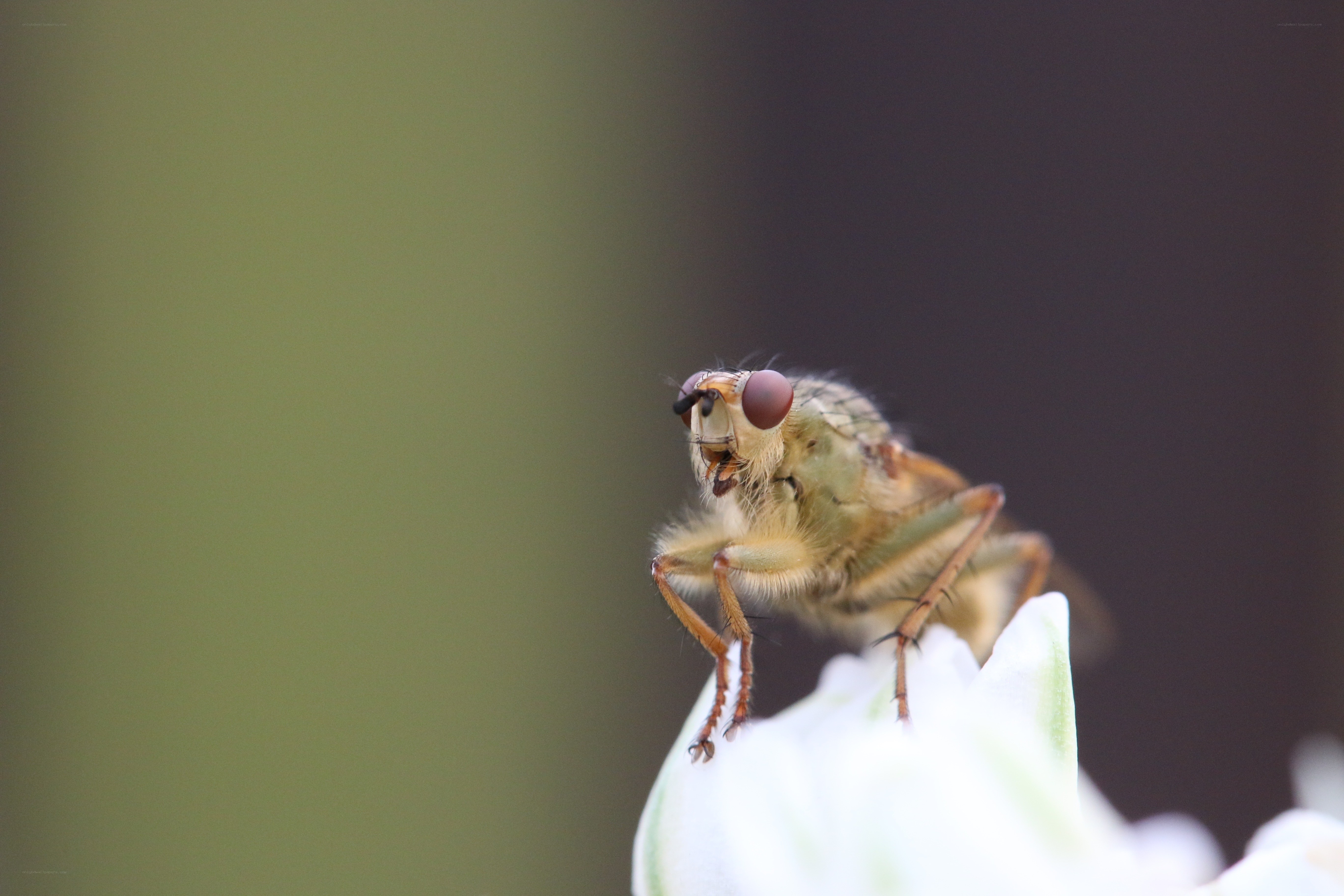 close-up of a fly on a flower