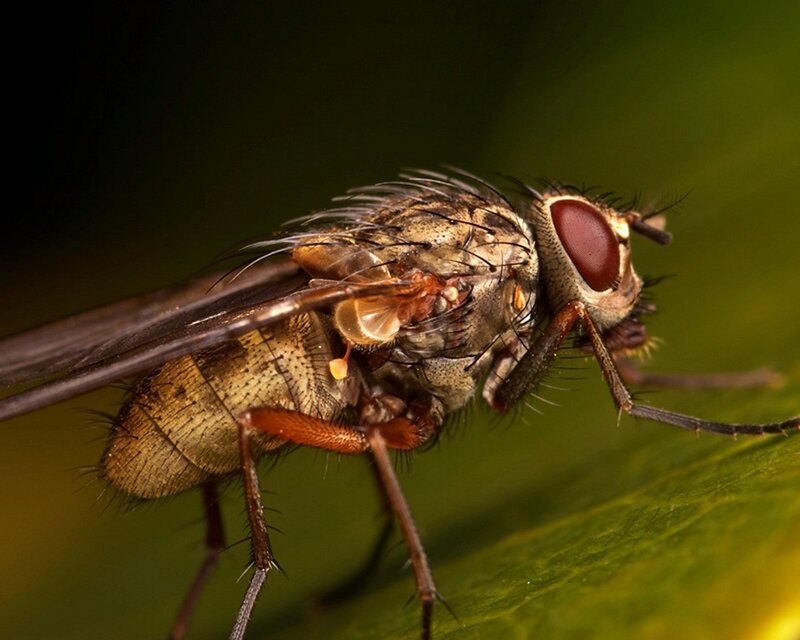 close-up of a fly on a leaf