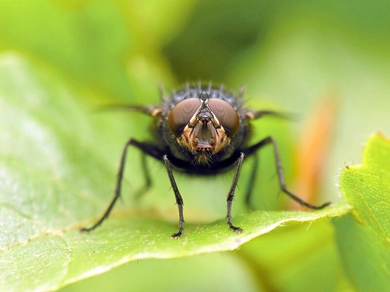 close-up of a fly on a leaf