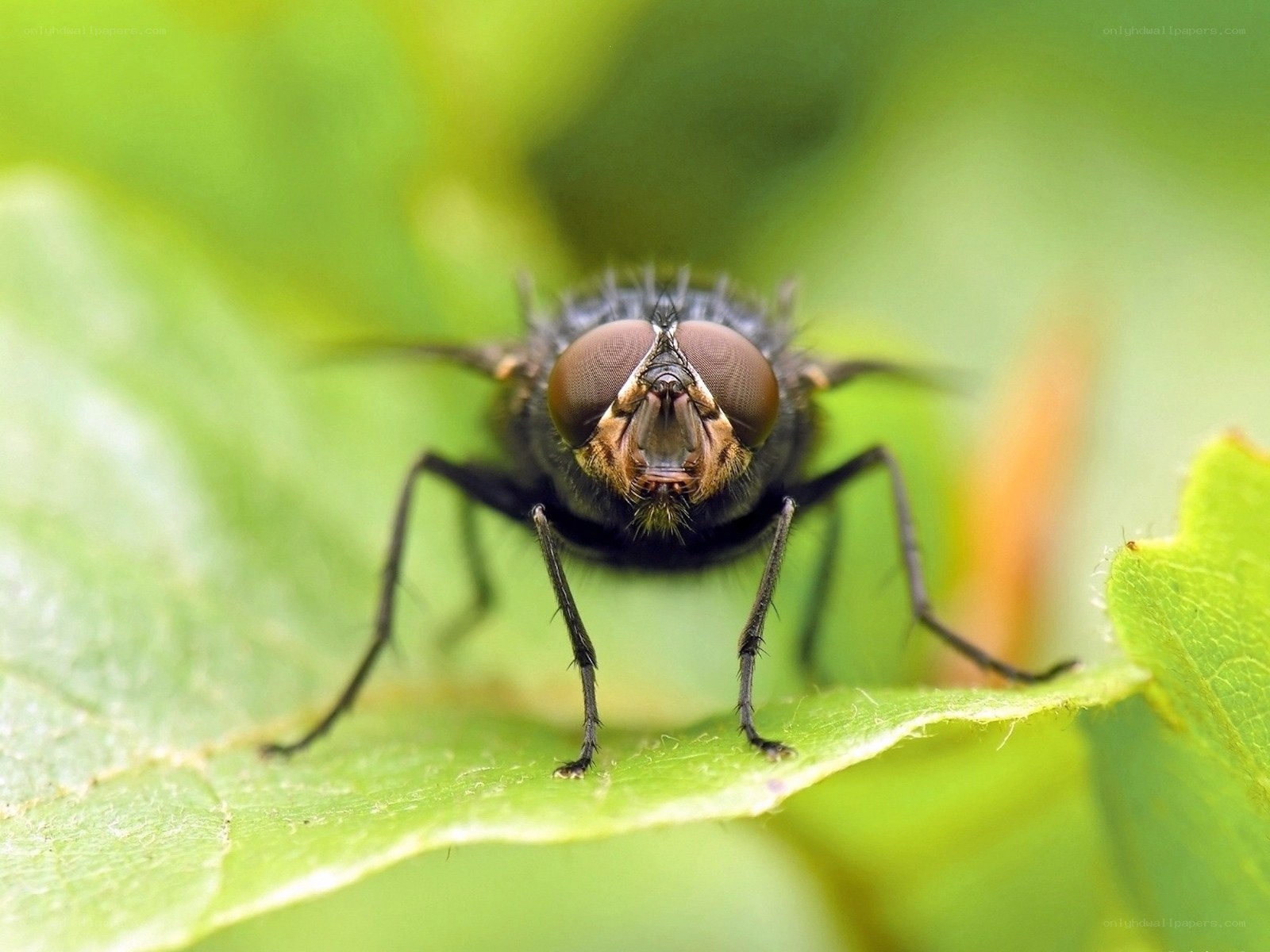 close-up of a fly on a leaf