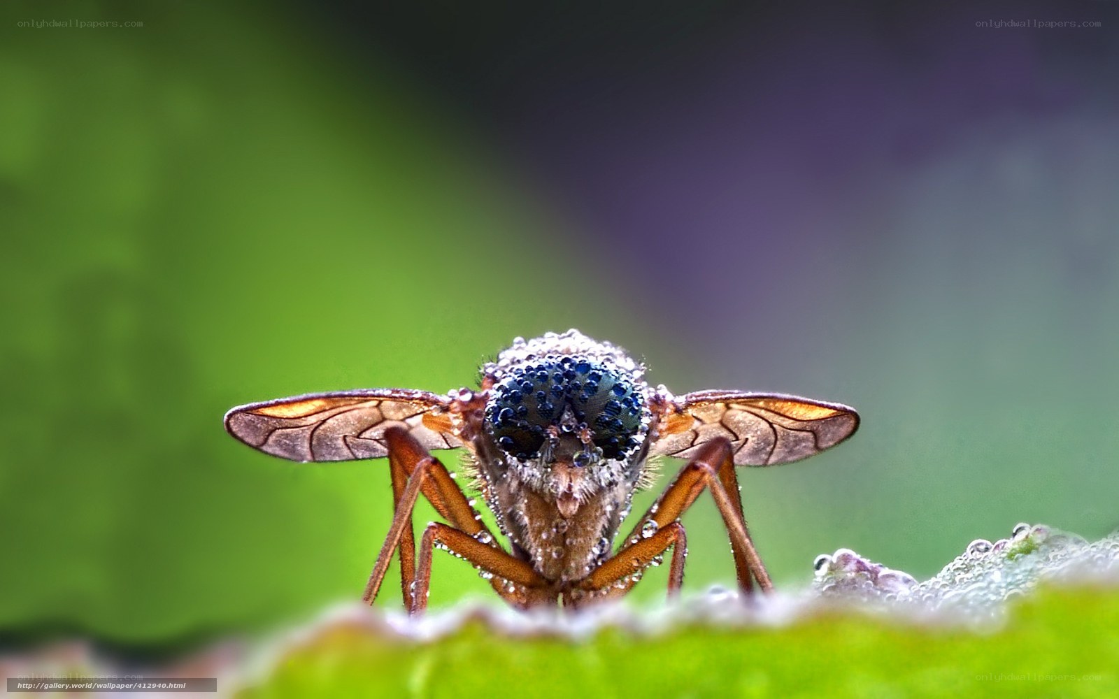 Close-up of a fly on a leaf