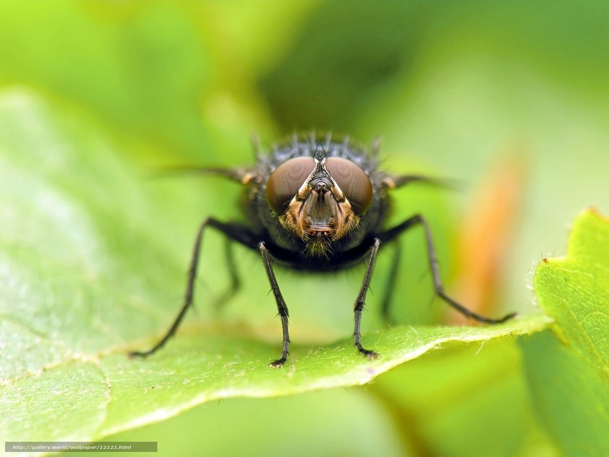 close-up of a fly on a leaf
