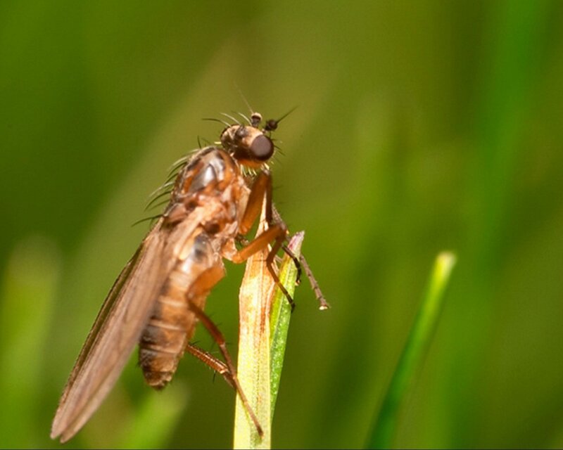 close-up of a fly on grass
