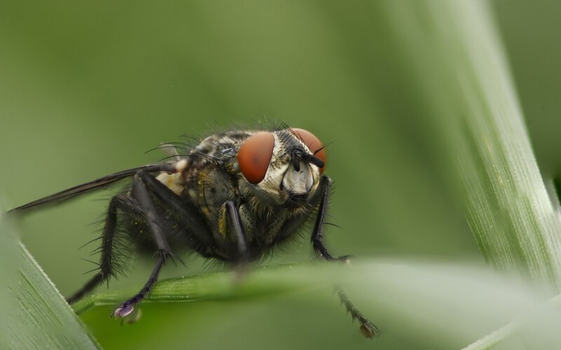 close-up of a fly on grass