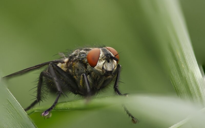 close-up of a fly on grass