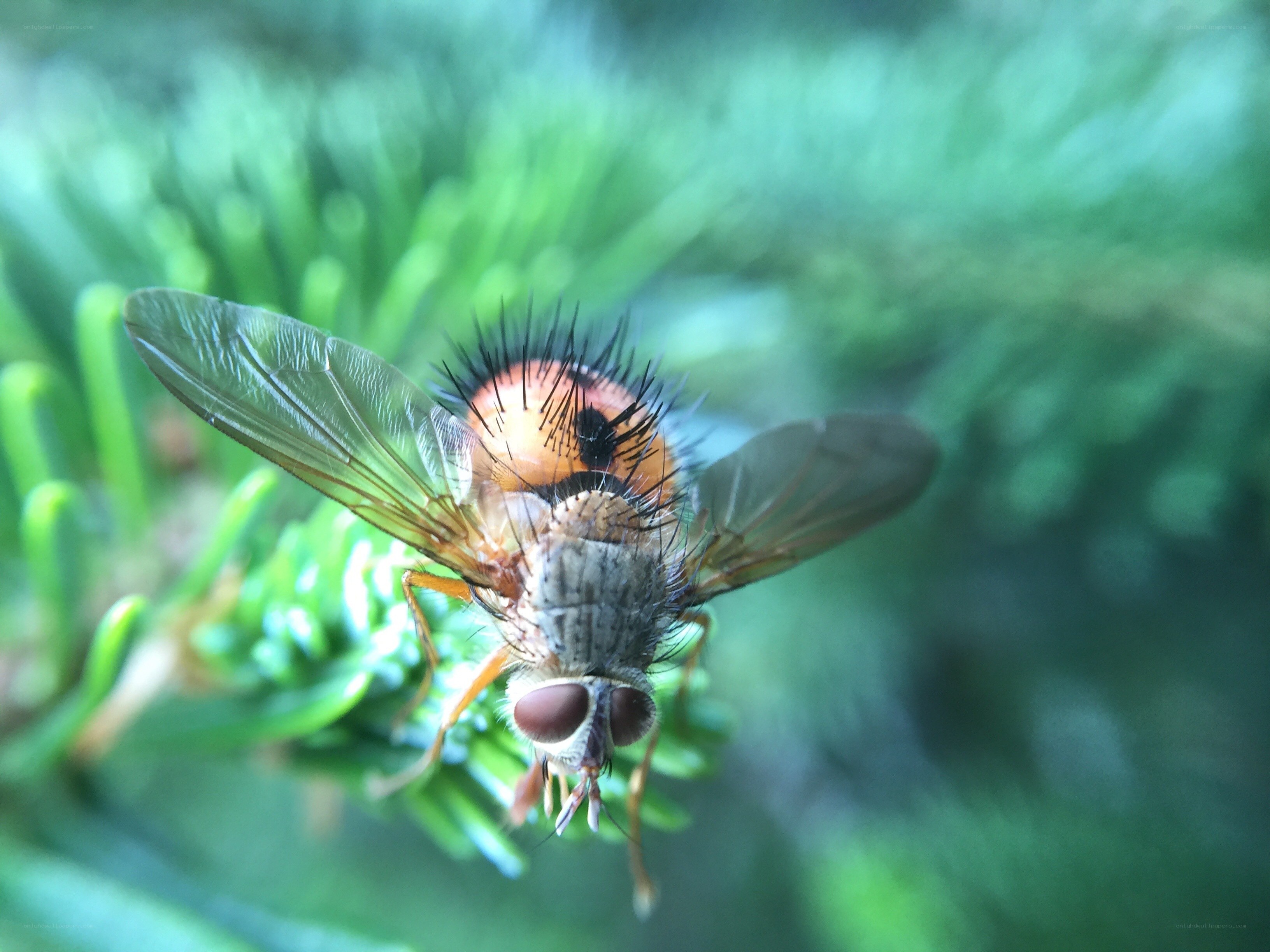 close-up of a fly on greenery