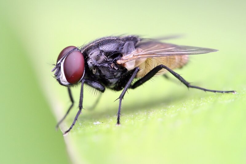 close-up of a fly on leaf
