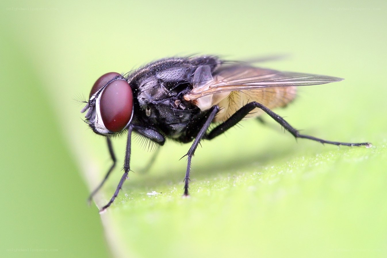 close-up of a fly on leaf