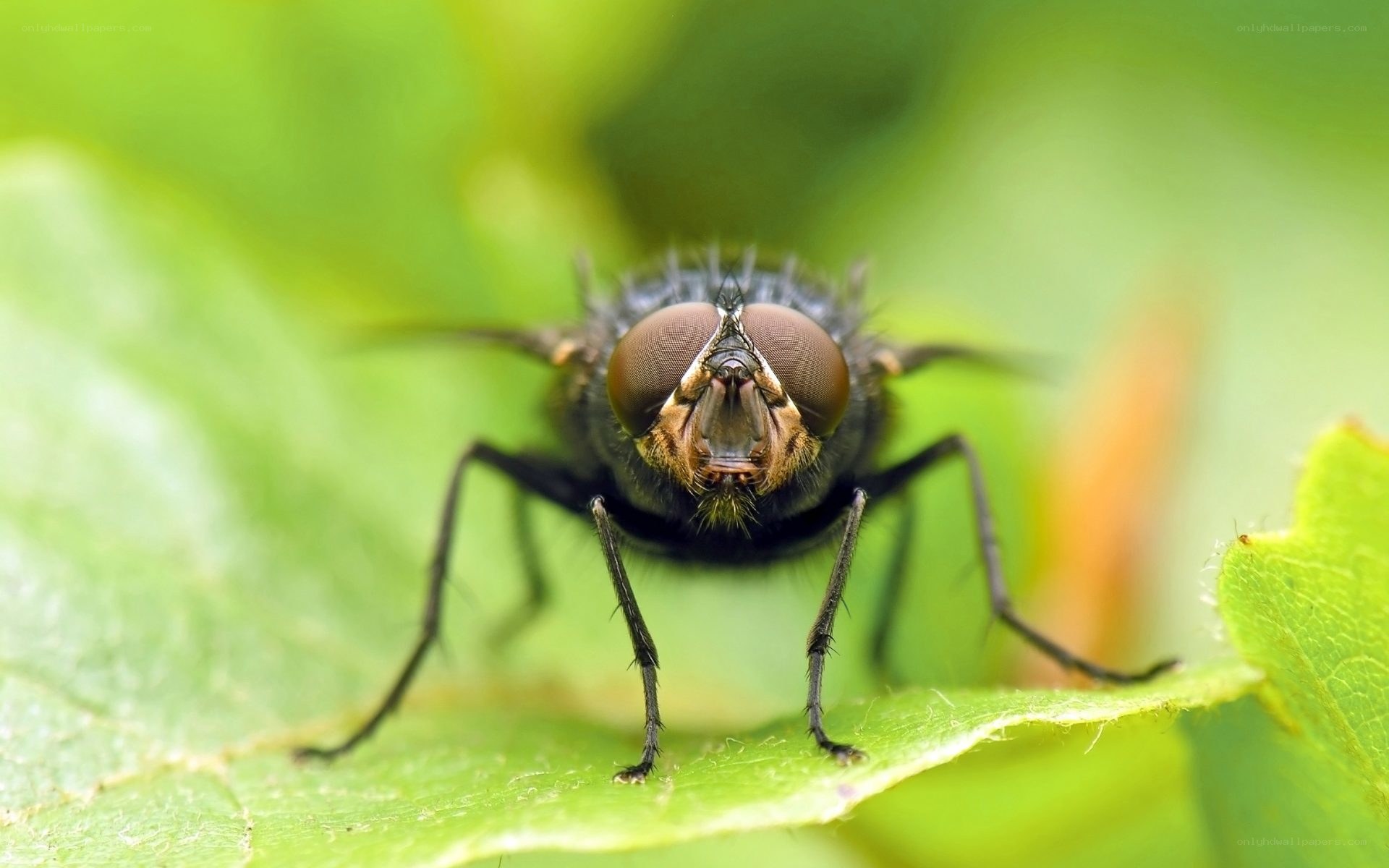 close-up of a fly on leaf