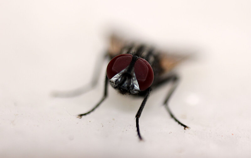 Close-up of a Fly — Red, Neutral