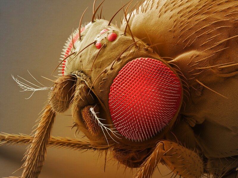 Close-up of a Fly — Red