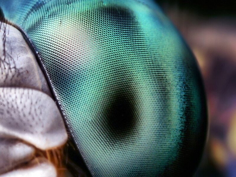 close-up of a fly's eye