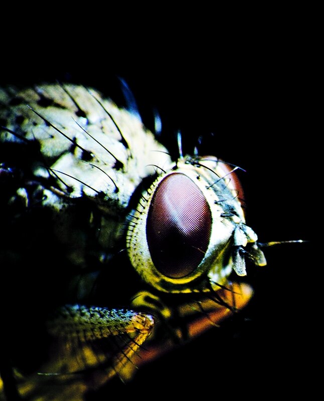 close-up of a fly's eye