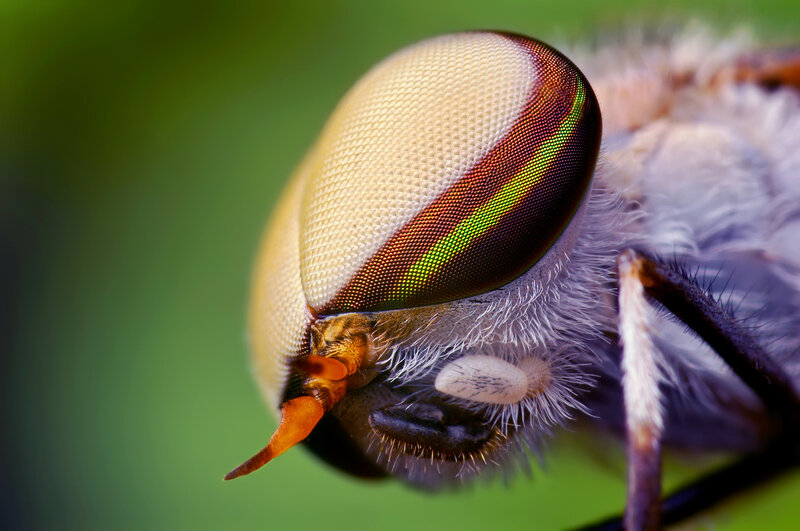 close-up of a fly's eye