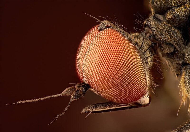 close-up of a fly's eye