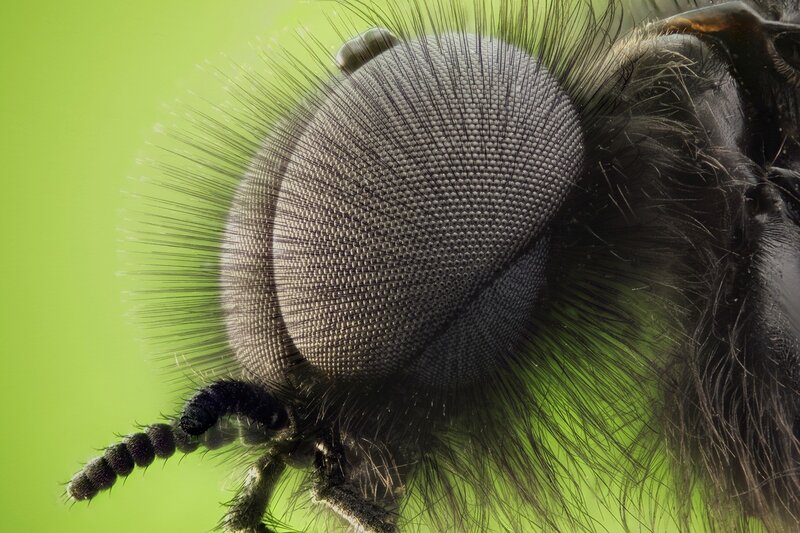 close-up of a fly's eye