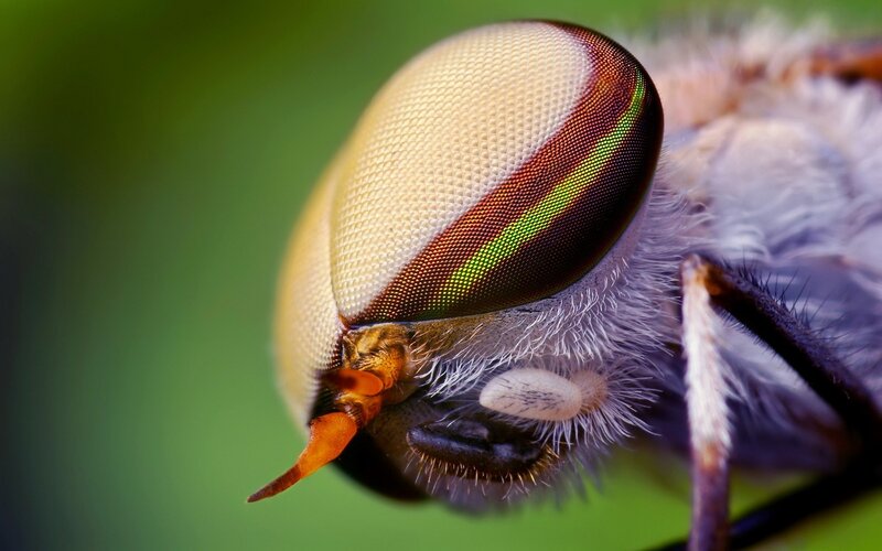 close-up of a fly's eye