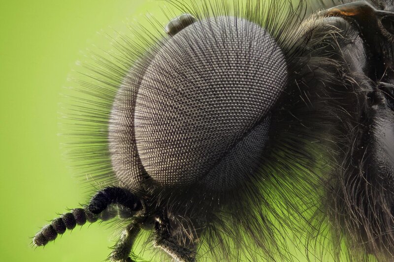 close-up of a fly's eye