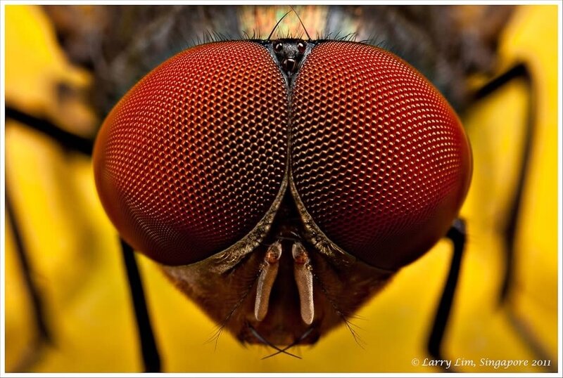 close-up of a fly's eyes