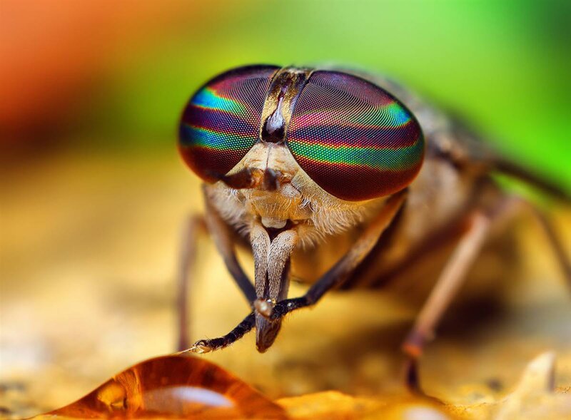 close-up of a fly's eyes