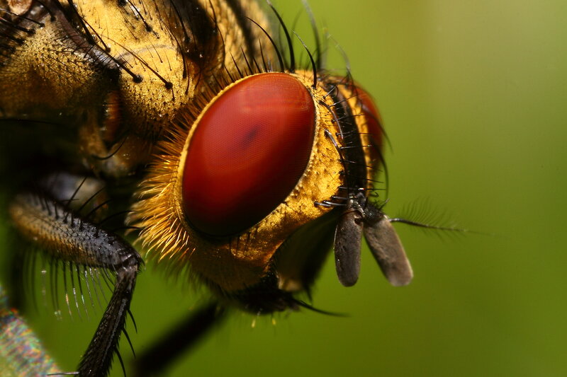 close-up of a fly's head