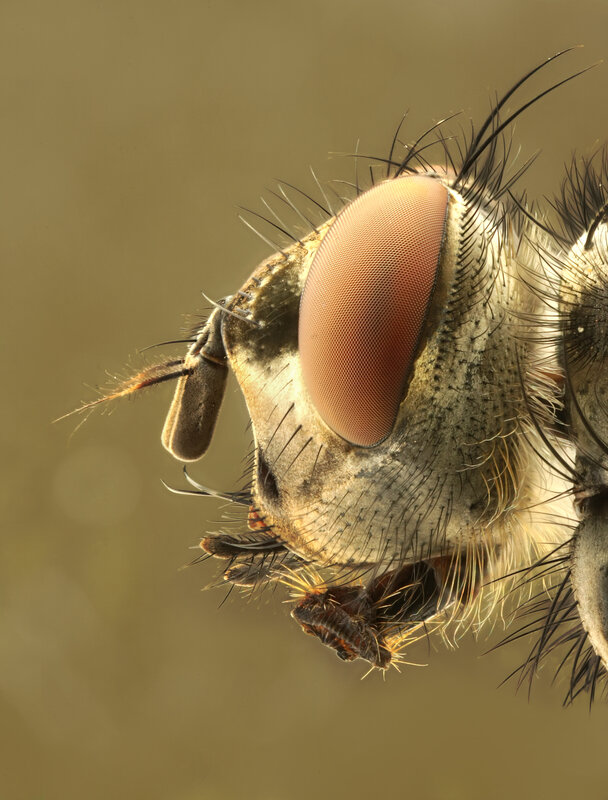close-up of a fly's head