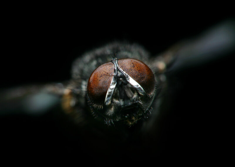 close-up of a fly's head