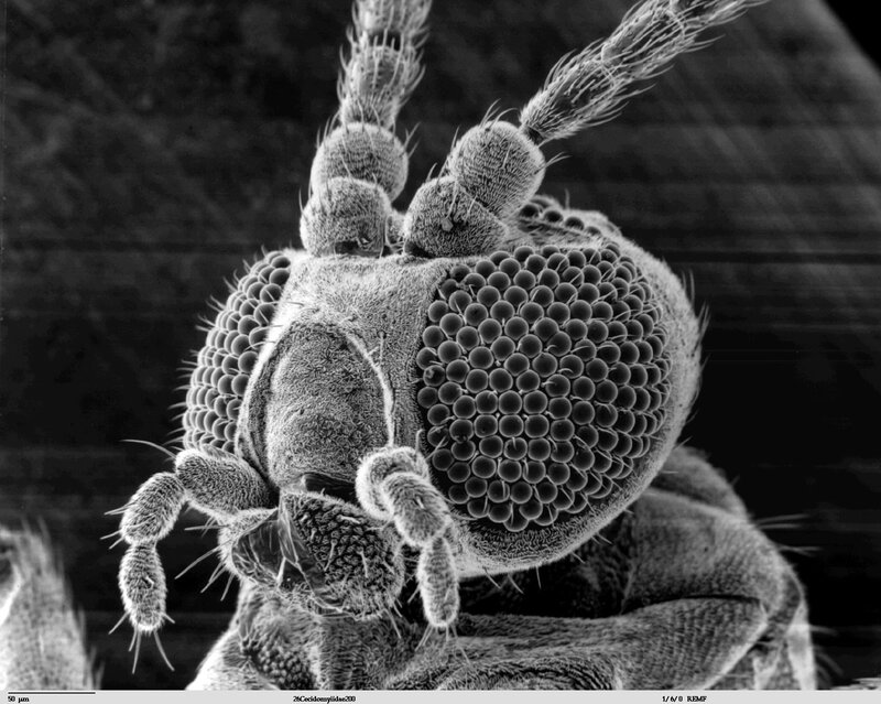 Close-up of a fly's head