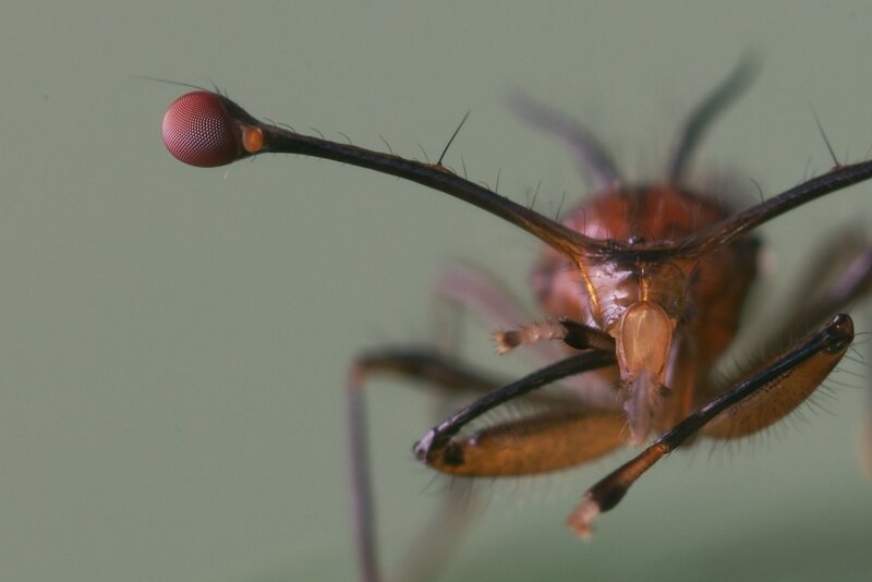 close-up of a fly's head
