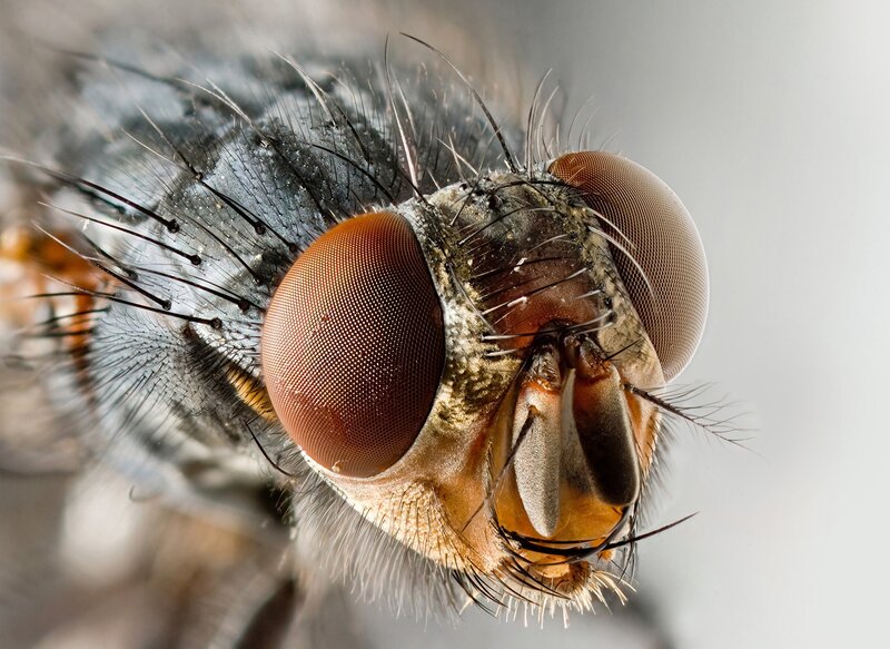 close-up of a fly's head