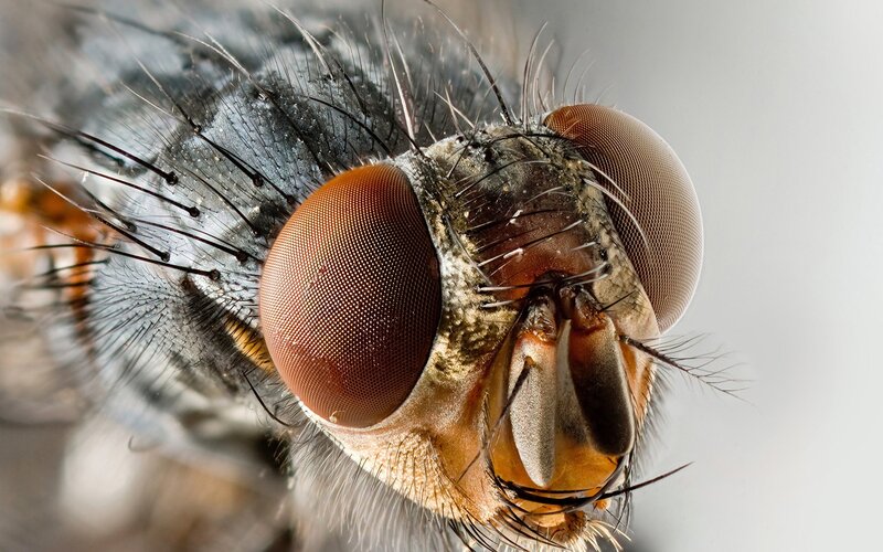 close-up of a fly's head