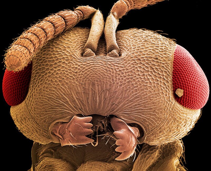 Close-up of a fly's head