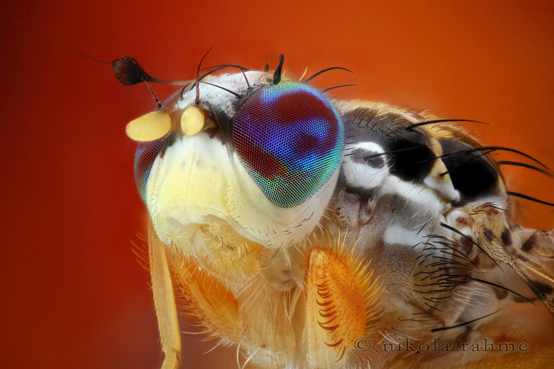 Close-up of a fly's head