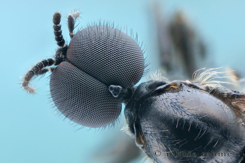 close-up of a fly's head