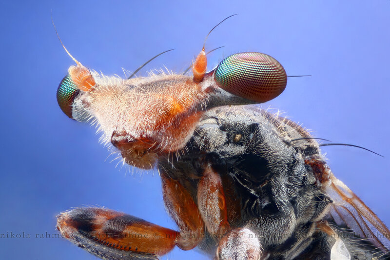 close-up of a fly's head