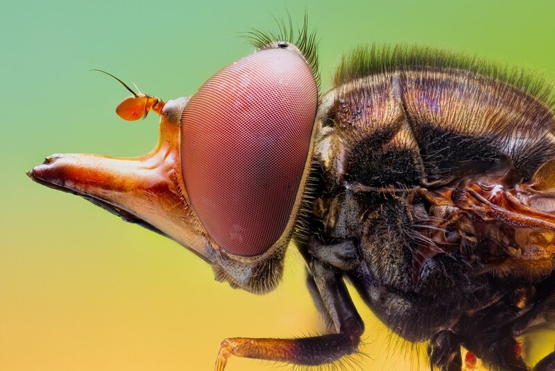 close-up of a fly's head