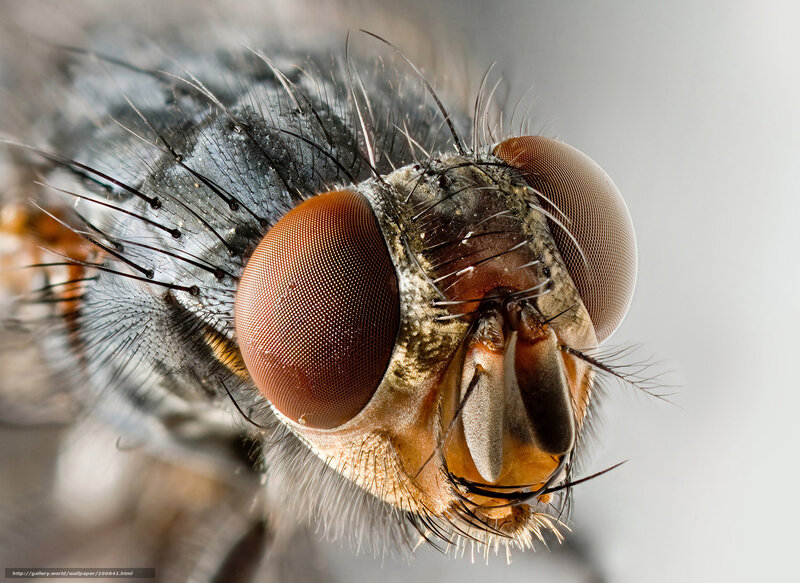 close-up of a fly's head