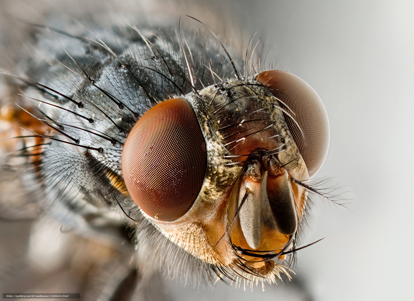 close-up of a fly's head