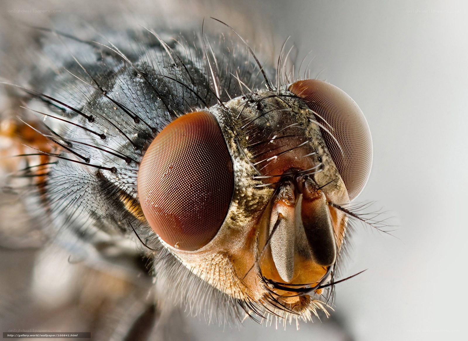 close-up of a fly's head