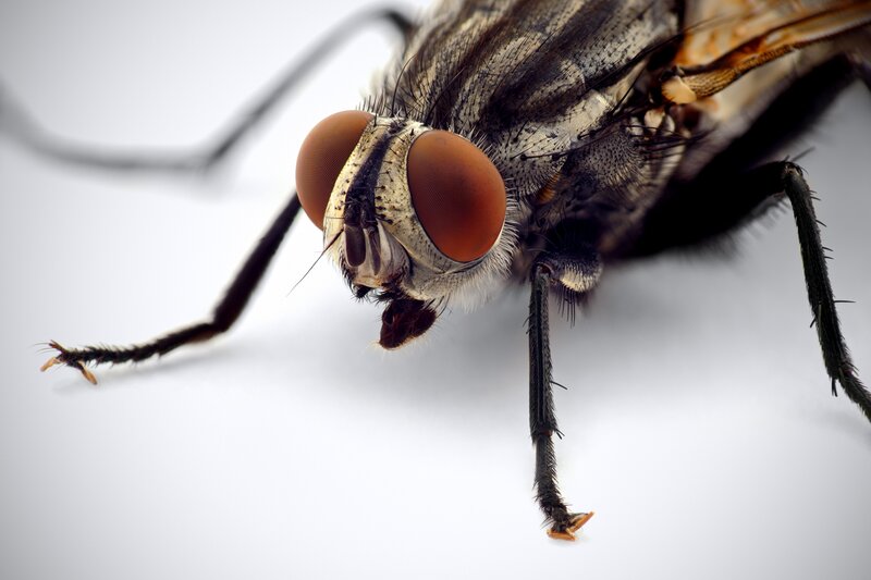 Close-up of a Fly — White, Dramatic